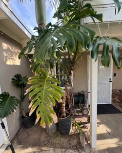 Monstera fruit