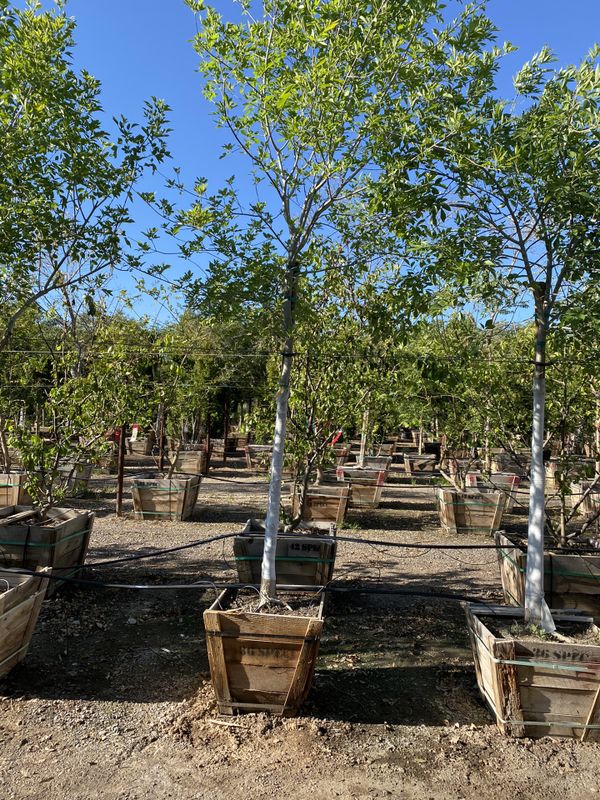 36 spec ash tree for Sale in Chandler, AZ OfferUp