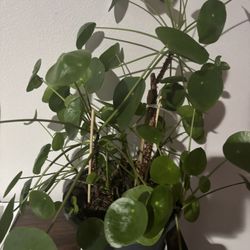pilea peperomia With 10+ Babies