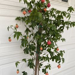 Chinese Lantern Blooming Plant, In 5 Gallons Pot Is Outdoor Sun Or Shade Plant