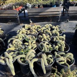 Cactus And Succulents (read description for details)