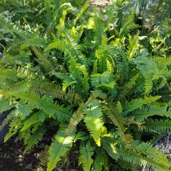 Kimberly Ferns $15🪴