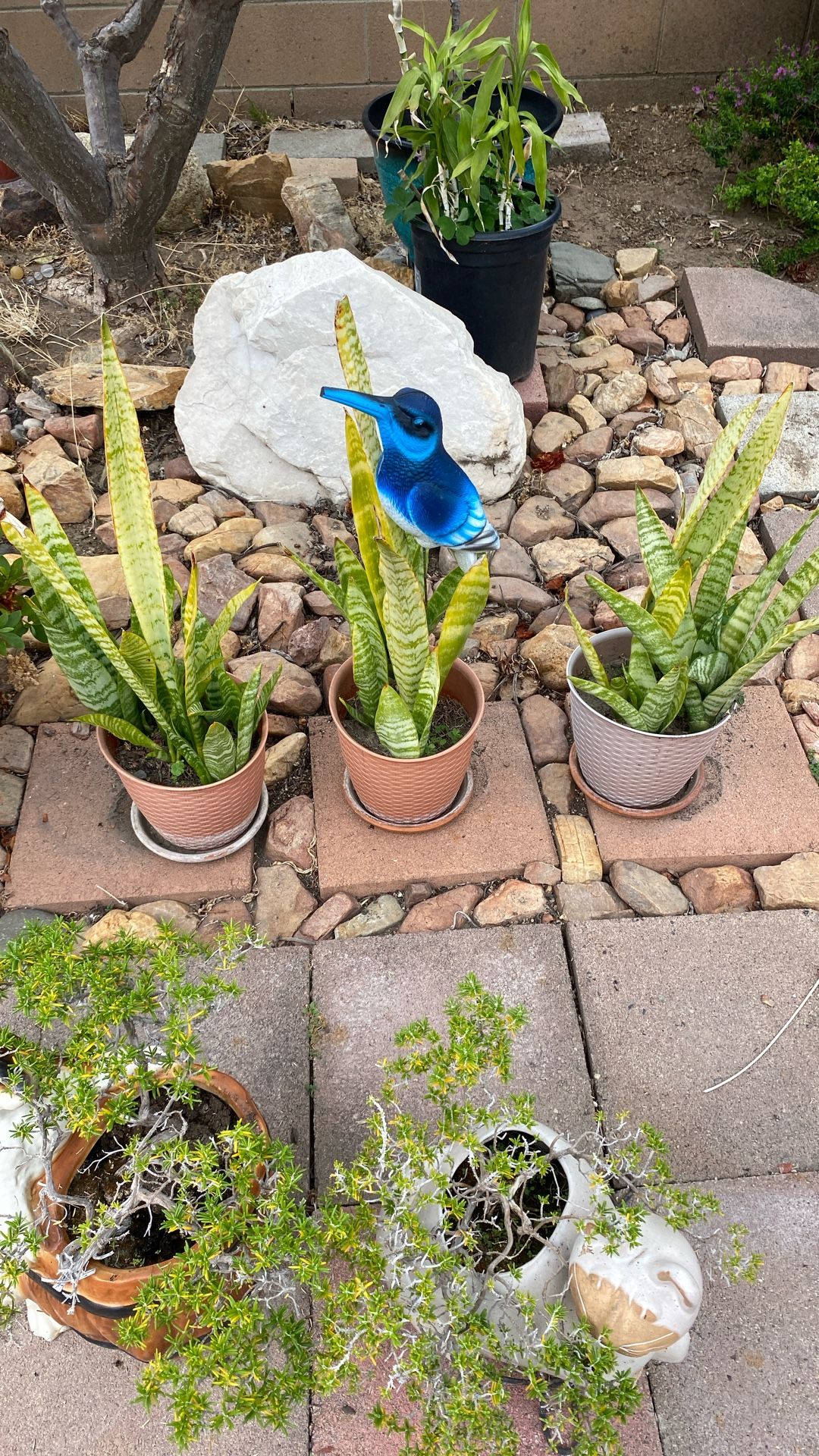 Sword plants, seven dollars each