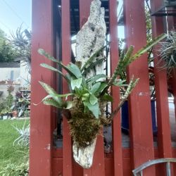 Staghorn Fern And Bromeliad Combo