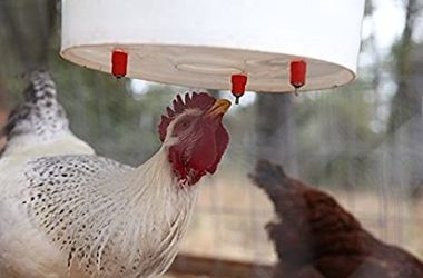 Poultry Waterer