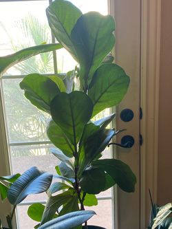 Large plants