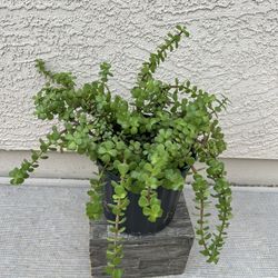 Elephant Bush Live Plant 