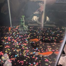 20 Gallon Tank For Reptiles And Fish By Tetra 