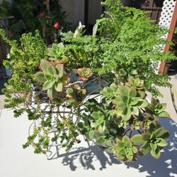 Planta Con Elecho, Suculenta,cactus