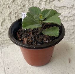 3 Inch Pot Succulent Plant- Plectranthus Neochilus - Mike's Fuzzy Wuzzy - Blue Lobster Flower - Rooted & Established - Drought Resistant - 🪴