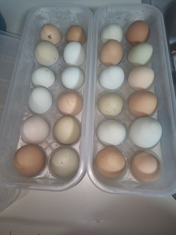 Fresh Free Range Eggs