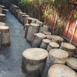 Palm Tree Stumps 