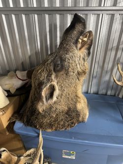 Wild Hog Mount