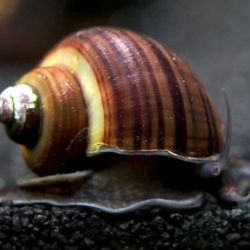 Mystery Snail 0.5 Inch $2.00 For 2