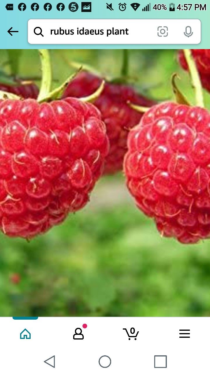 Latham Red Raspberry Seedling Plant 1ft Ready To Plant
