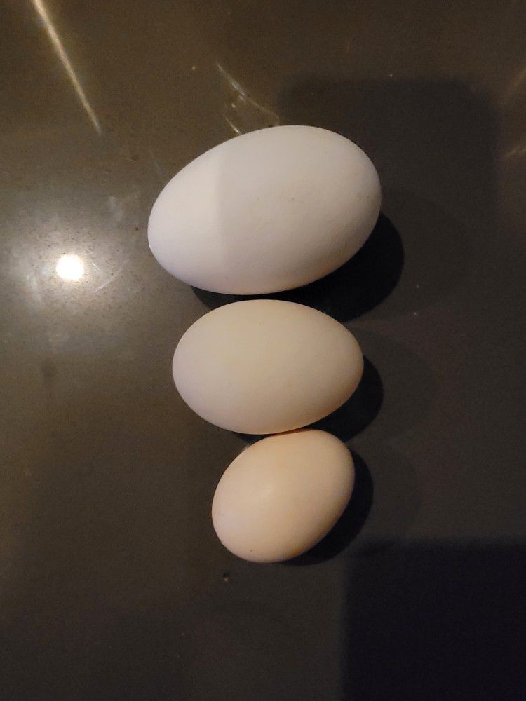 Goose & Duck Eggs