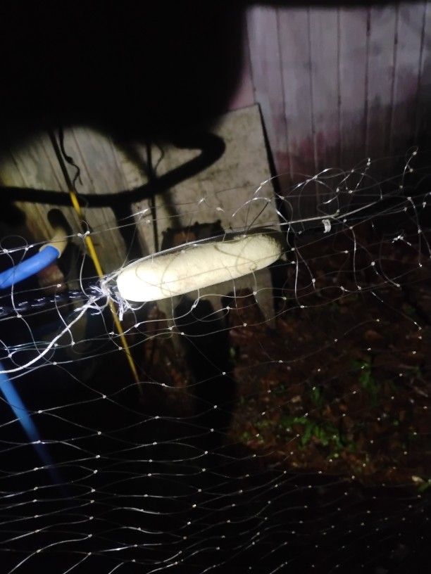 Gill Net