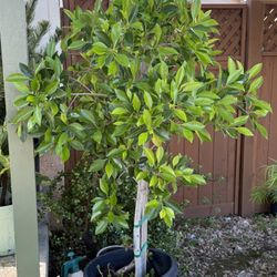 Beautiful Healthy Ficus Tree - $30