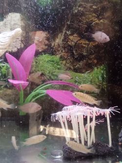 Small Fish decor