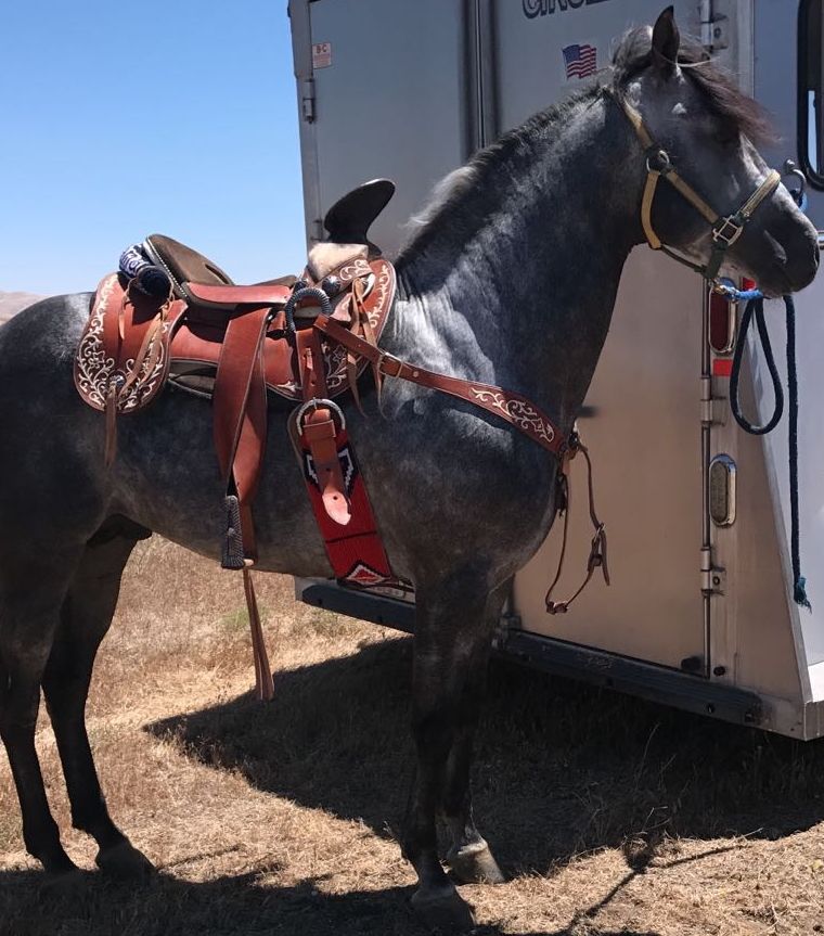 Caballo moro