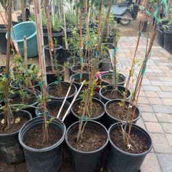 Red Pomegranate Trees 3F From the Ground Up $35 Each Price Firm 