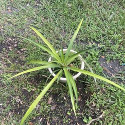 Healthy , live 🍍  plant