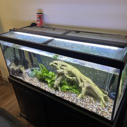 75 Gallon Fish Tank And Everything You See Here!