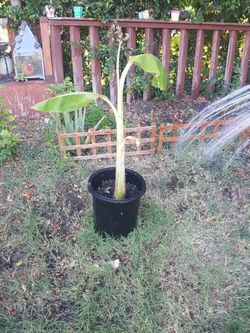 BANANA TREE SMALL 25" BABY