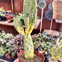 Succulents For Sale 