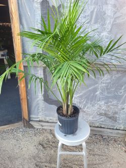 Majesty Palm Plant 10" Nursery Pot