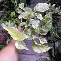 4” Snow Queen Pothos