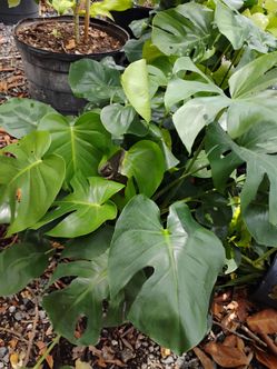 Monstera plants Sale! $15🪴