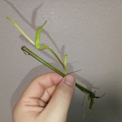 Cebu Blue Runner Rooted Plant Cutting 