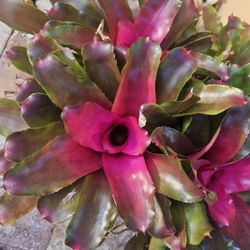 Bromeliad 