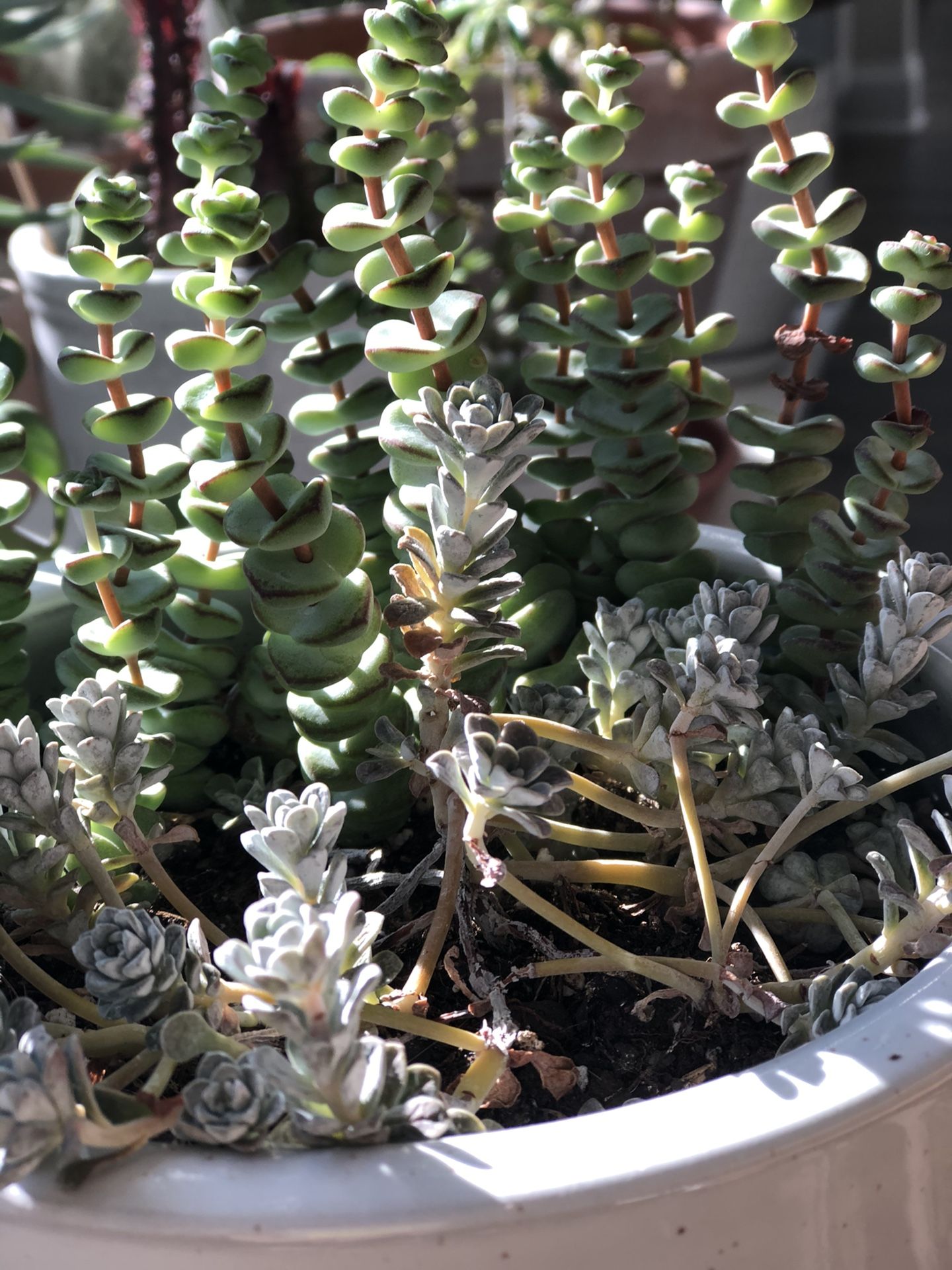Succulents in 7” white ceramic planter