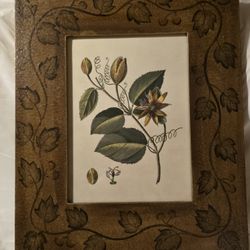 Framed Botanical Print