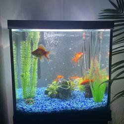 50 Gallon Fish Tank. No Fish Only Complete Tank. 