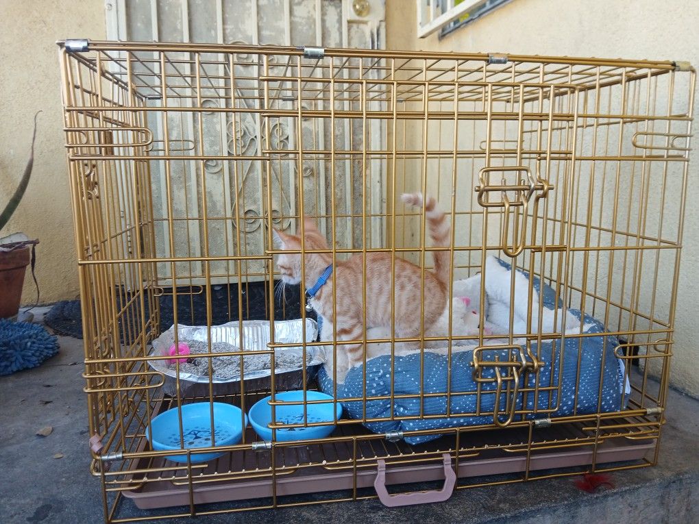 No Cat Only CAGE Or For Dogs Or Puppies