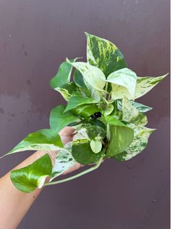 4” new Pothos ricotta