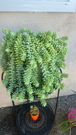 Planta