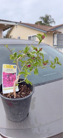 Elizabeth Angus Bougainvillea Mini Bonsai