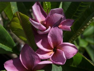 Purple Jack Plumeria cutting 14inches PRICE IS FIRM
