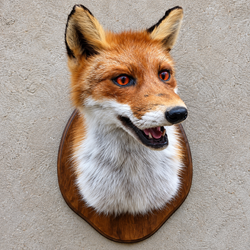 Red Fox Taxidermy Shoulder Mount on Wooden Plaque – Classic Display Piece