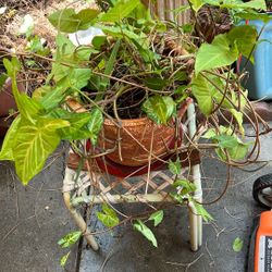 American Evergreen,  Arrowhead Philodendron $12.00 In Ceramic 8 Gal Pot