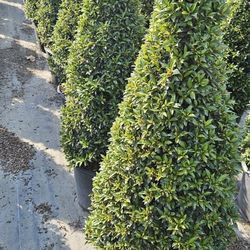 Beautiful Topiary Cones European Garden Plants  Starting At $25
