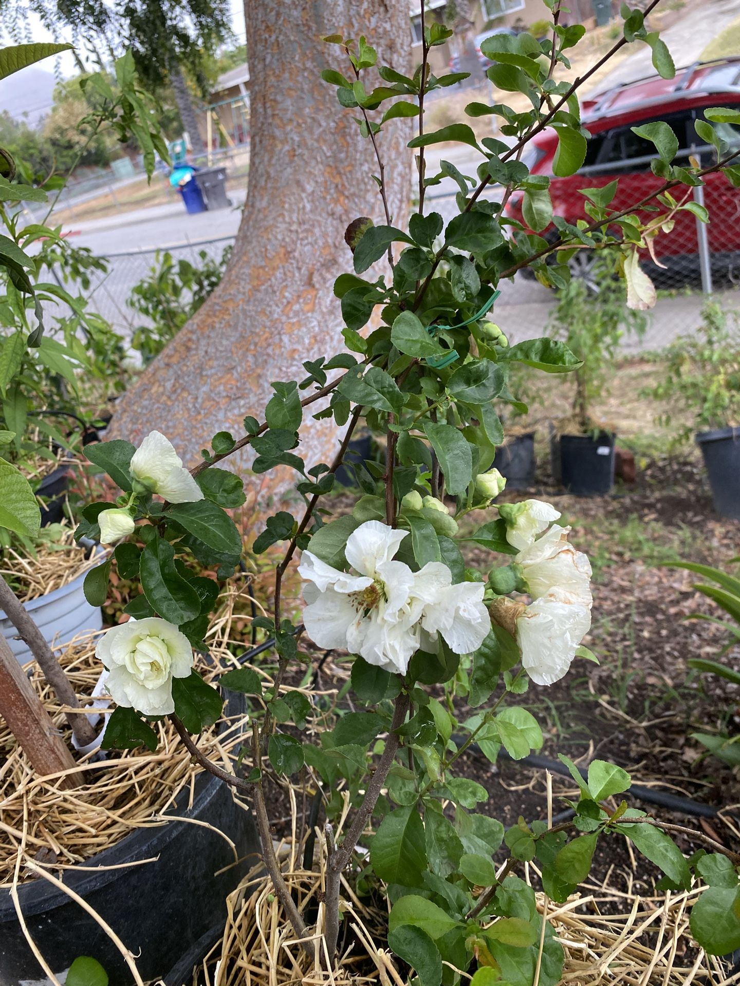 Double Take Eternal Quince Plant With Flowers for Sale in Riverside, CA ...