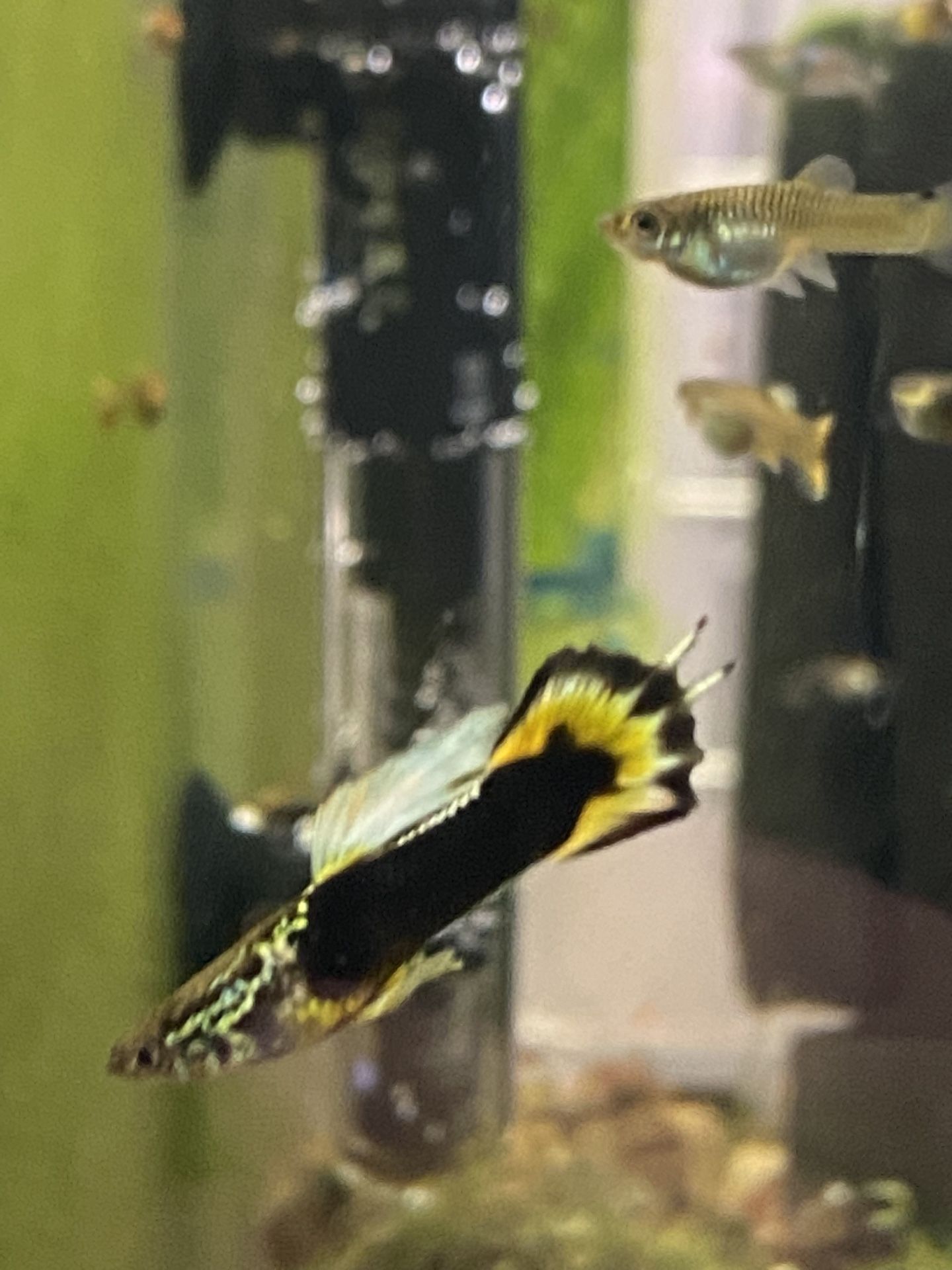 Aquarium Decorations 