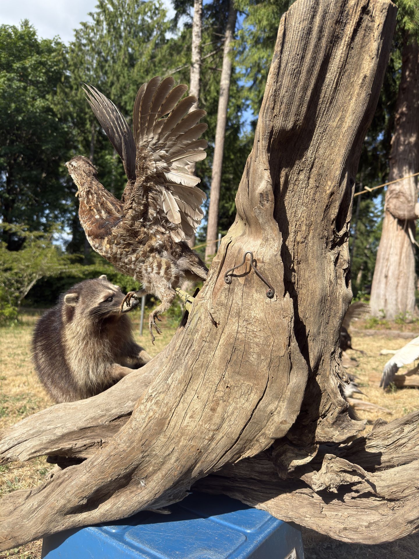 Taxidermy