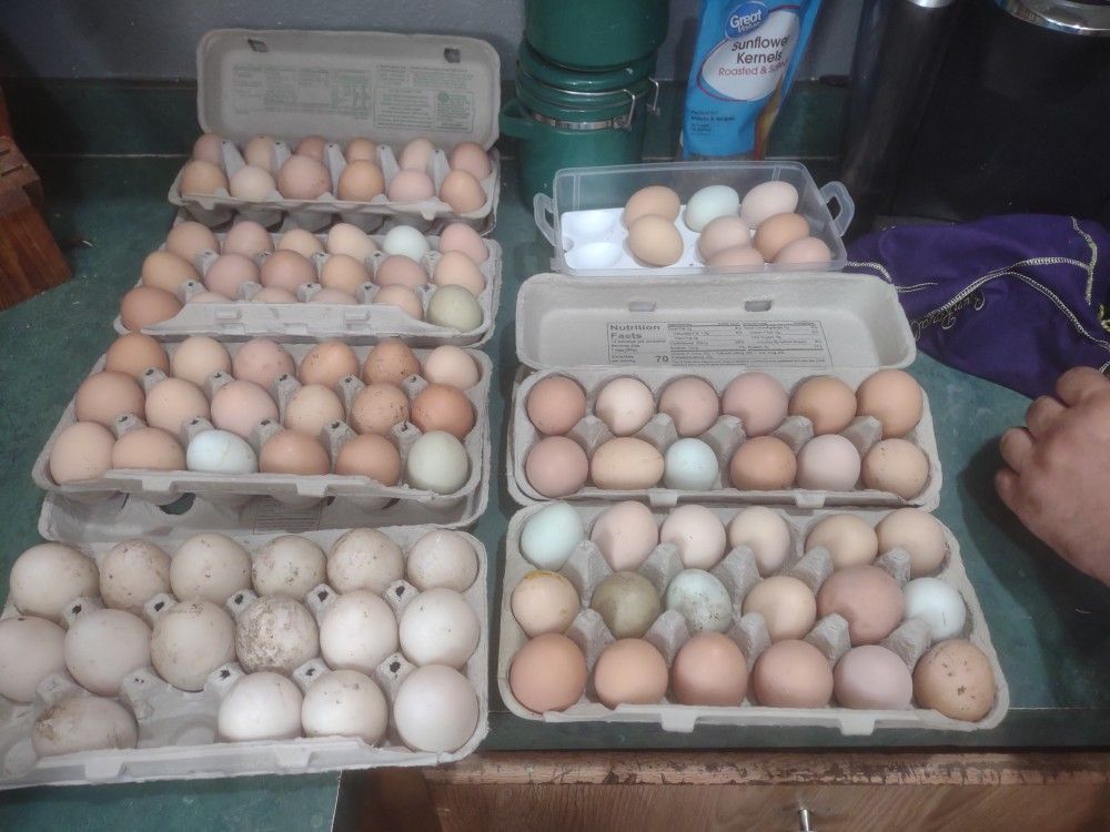 Farm Fresh Chicken And Duck Eggs