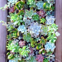 Succulent picture frame
